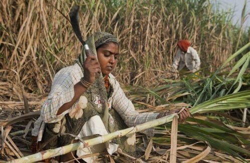 indian JPG sugar cane woman