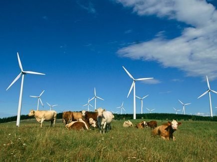 cattle wind farm