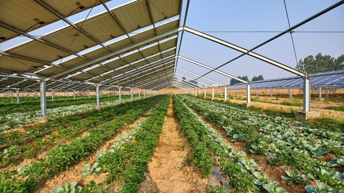 Agrivoltaics: Synergizing Solar Power And Agriculture For A Sustainable ...