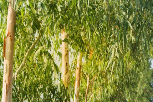 Asia Green Energy to focus on eucalyptus derived biomass