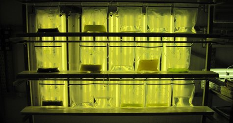 Sea Water Could Hold Key to Fuel Demands – First Minister hails University led project algeaaberdeen 224234576